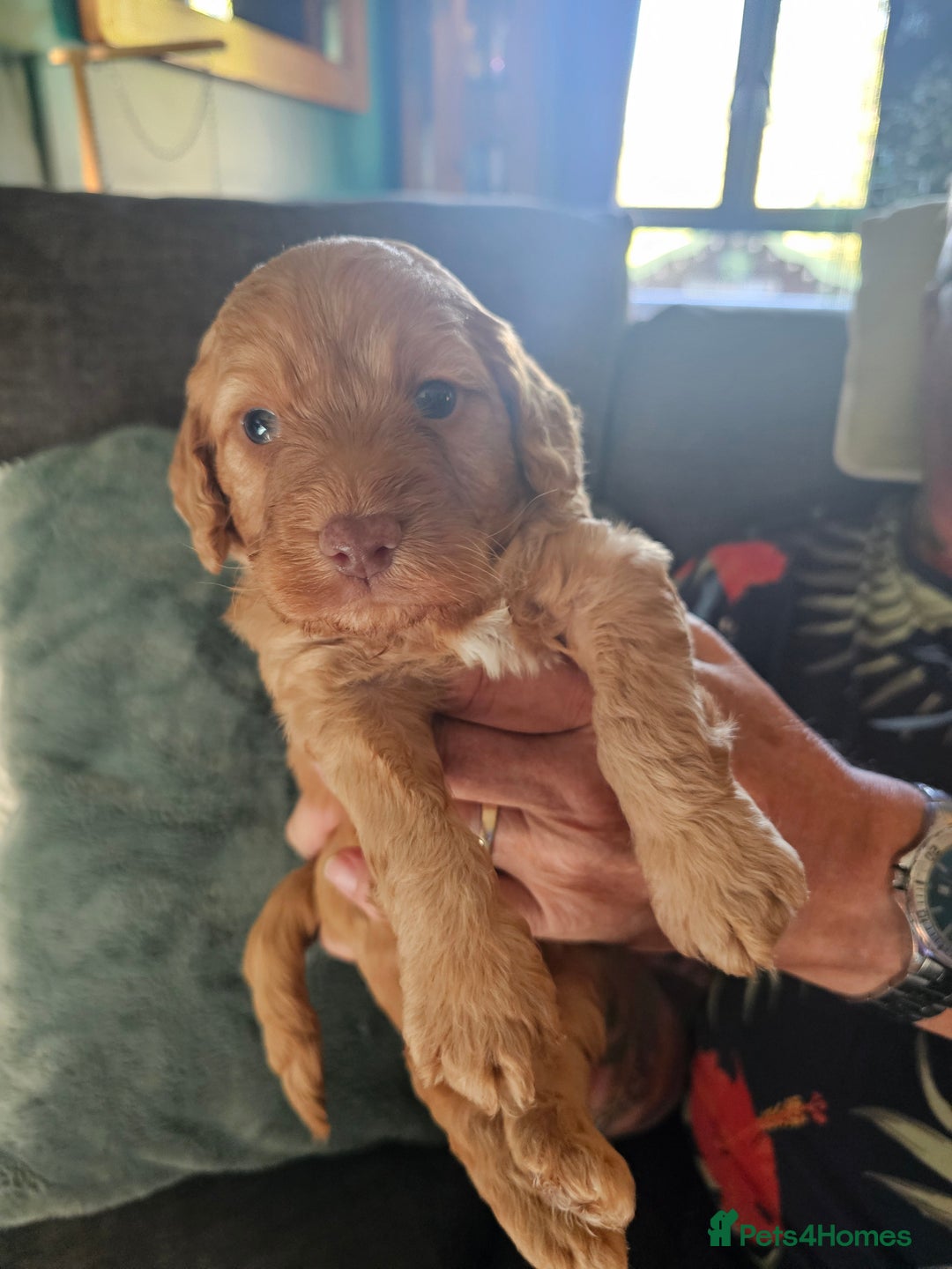 Mixed Breed dogs for sale: Cockerpoo puppys mini - Image 2