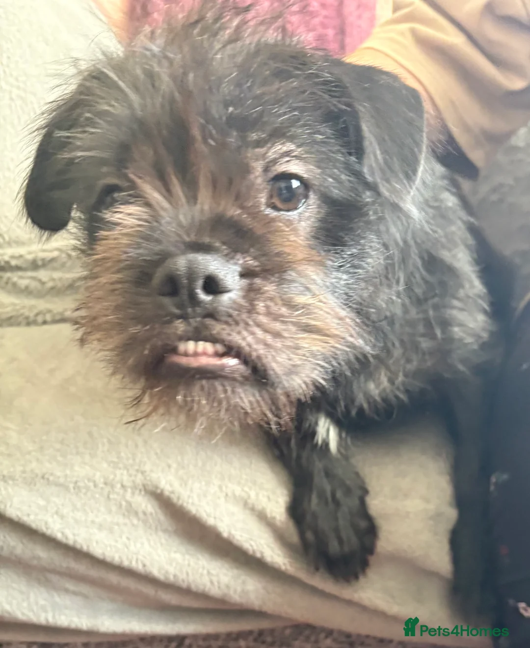 Mixed Breed dogs for sale: Bear cross breed in Billingham - Advert 1