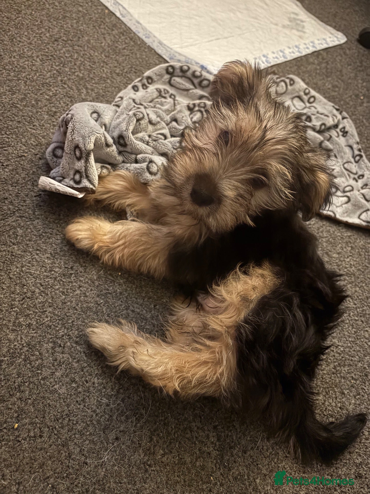 Yorkshire Terrier dogs 10 week old Yorkshire terrier  - Advert 1