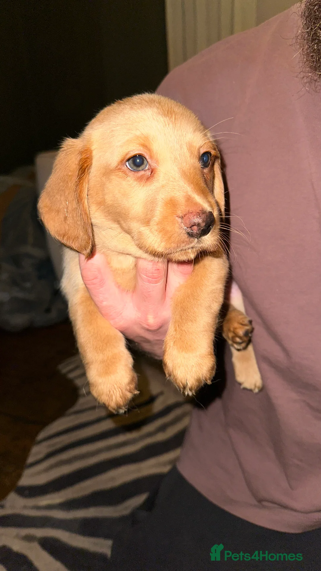 Mixed Breed dogs for sale: Dachsador  - Advert 1