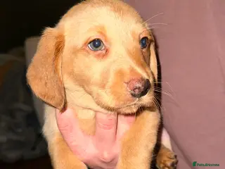 Mixed Breed dogs Dachsador - Advert 14