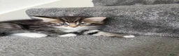 Mixed Breed cats for sale: 7 adorable Kittens! - Advert 4