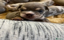 English Bulldog dogs for sale: English Bulldogs  - Image 4