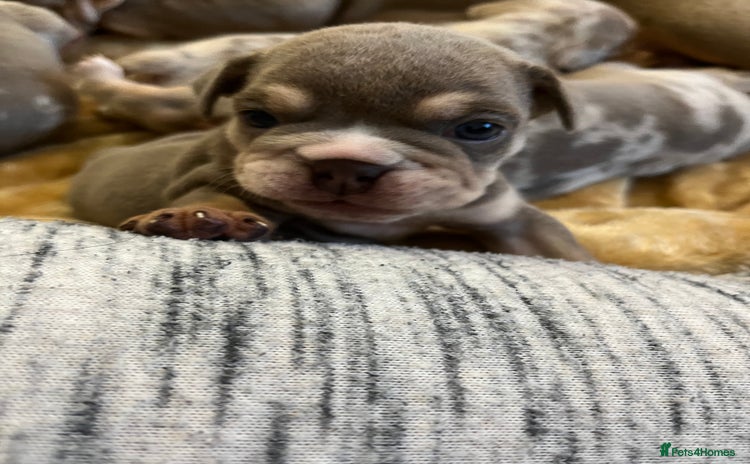 English Bulldog dogs - Advert 15