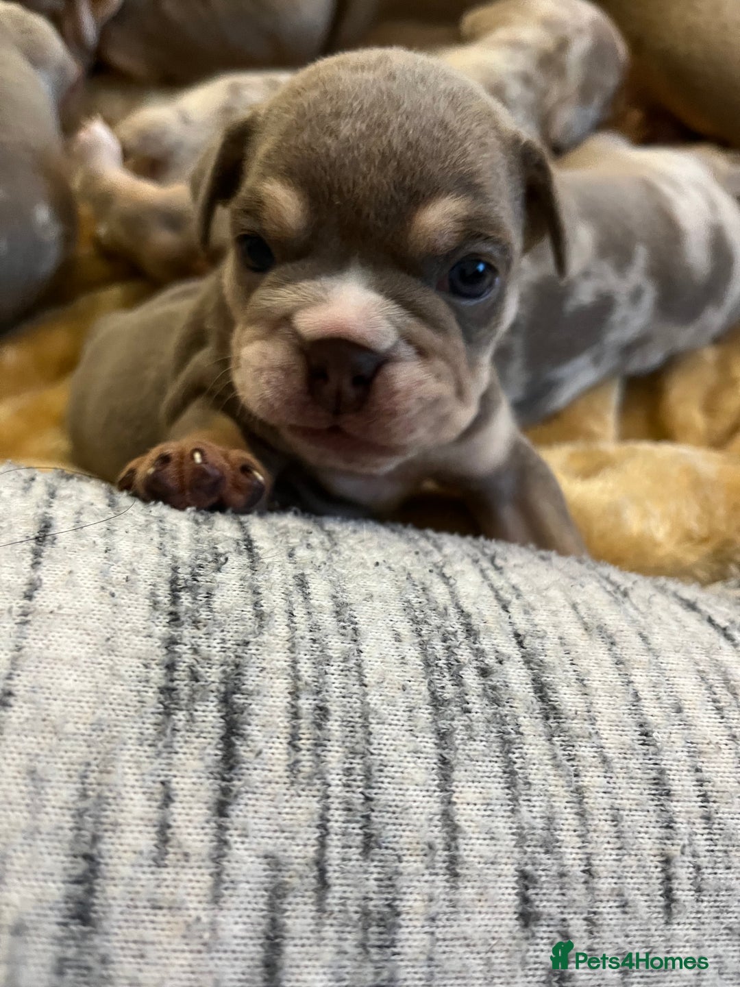 English Bulldog dogs for sale: English Bulldogs  - Image 4