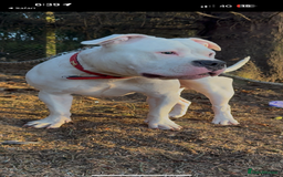 American Bully dogs for sale: yaya looking for a new home - Image 1