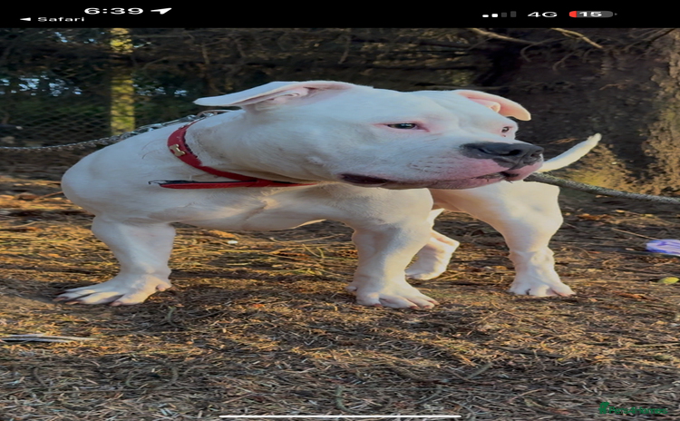 American Bully dogs - Advert 2