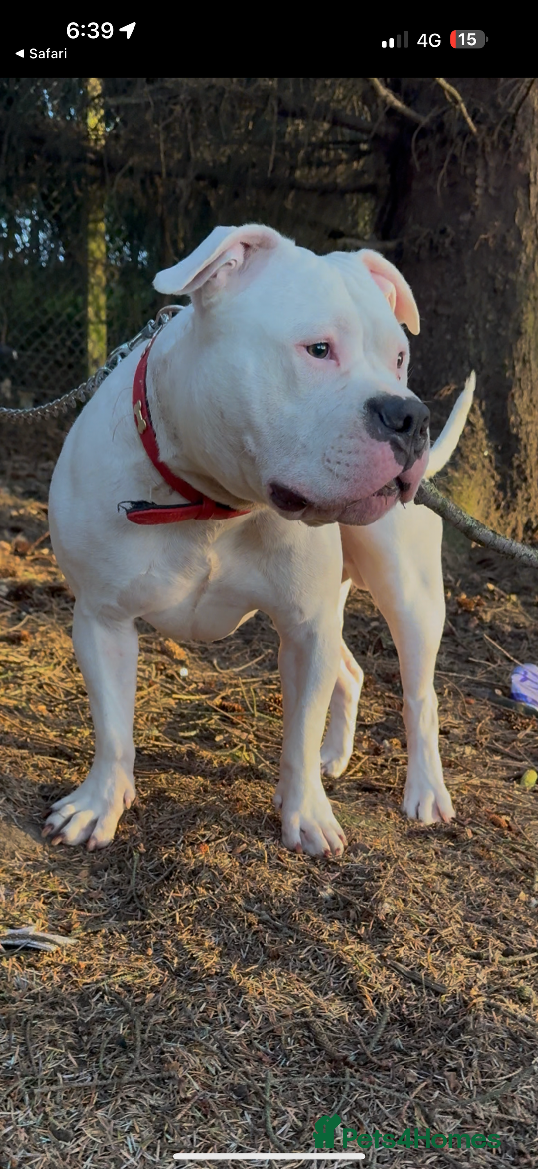 American Bully dogs for sale: yaya looking for a new home - Image 1