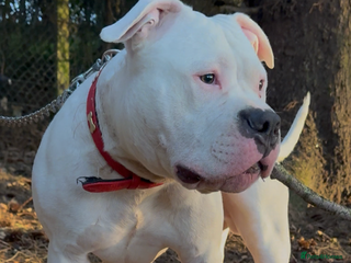 American Bully dogs - Advert 4