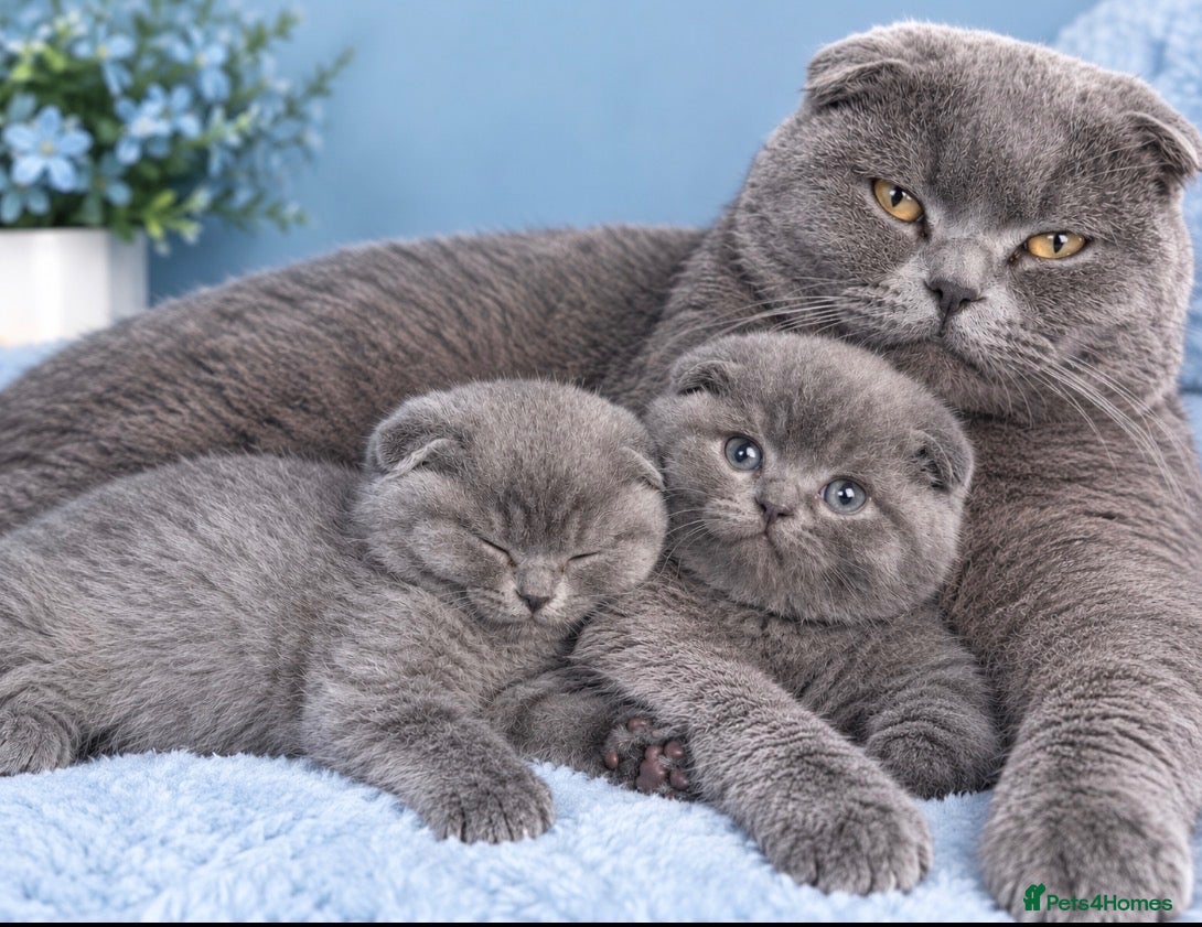 British Shorthair cats 👌Last Reduced price ❤️❤️❤️British shorthair  - Advert 1