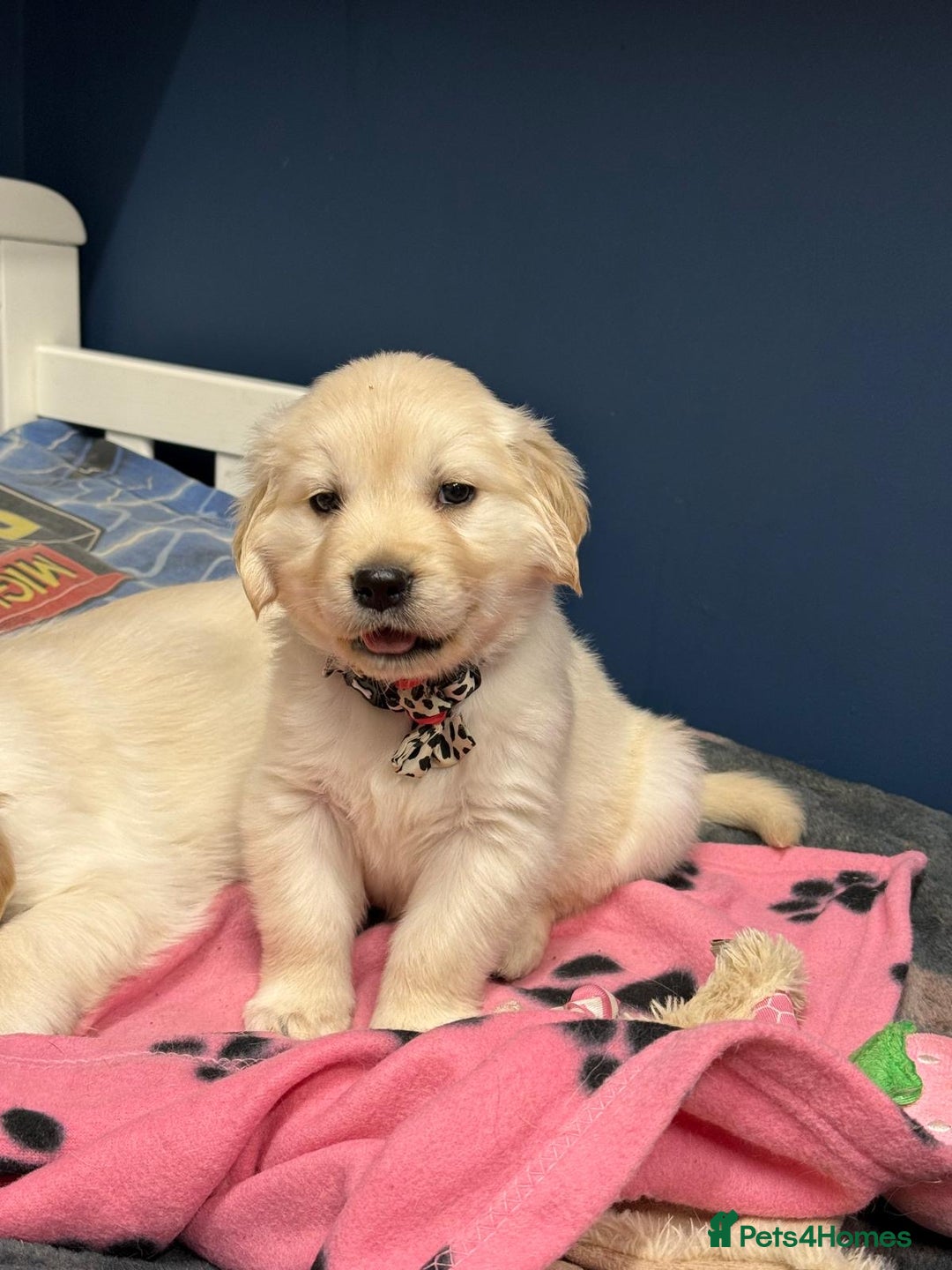 Golden Retriever dogs for sale: 🐶 Gorgeous Chunky Golden Retriever Puppies 🐶 - Advert 22