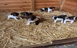 English Springer Spaniel dogs for sale: English springer spaniel puppies  - Image 3