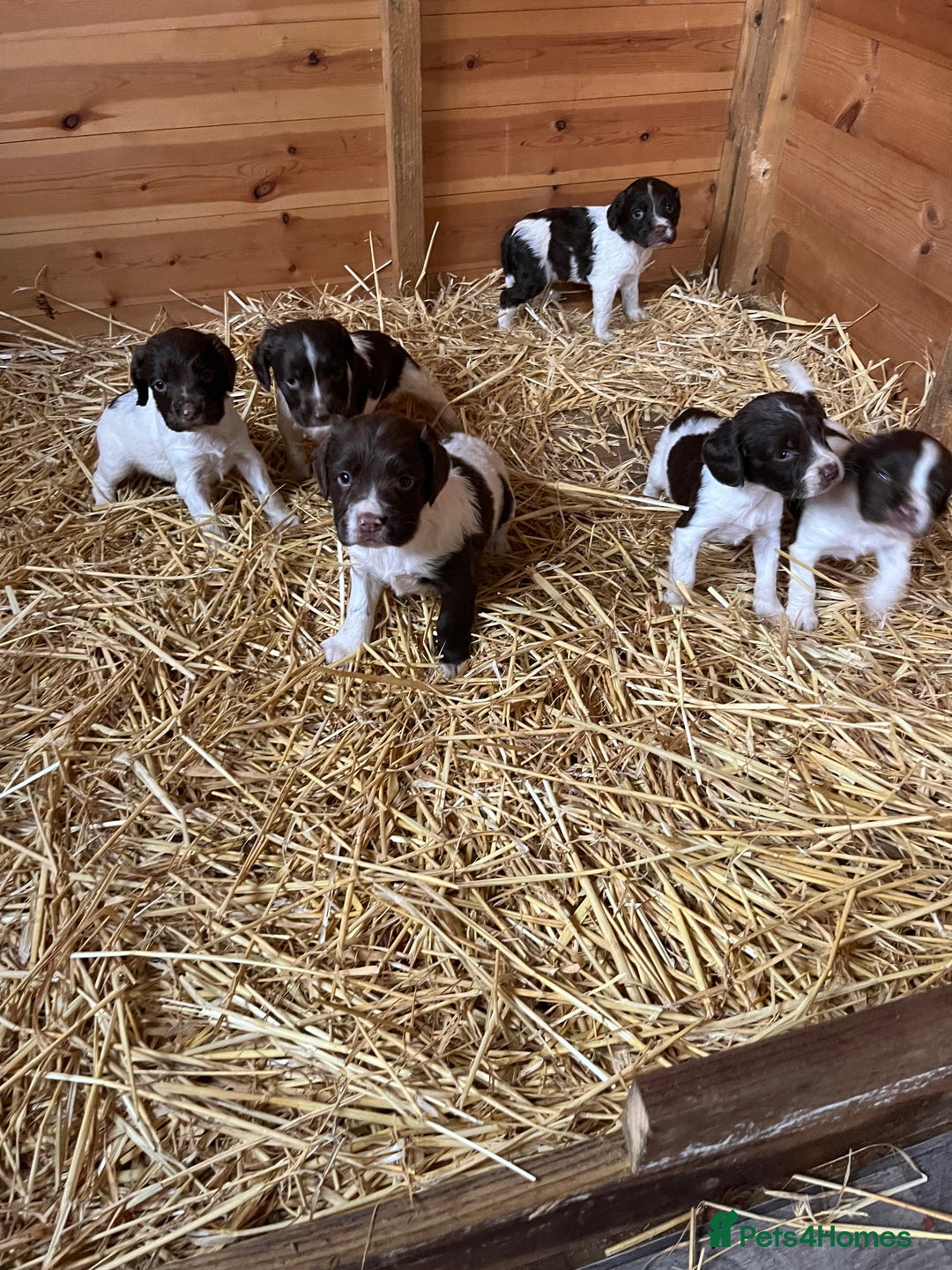 English Springer Spaniel dogs for sale: English springer spaniel puppies  - Image 3