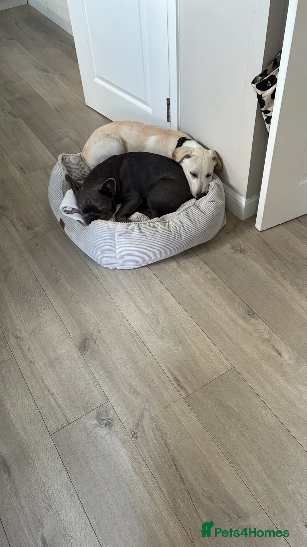 Mixed Breed dogs for sale: Loving boy looking for his forever home  in Aberdeen - Advert 5