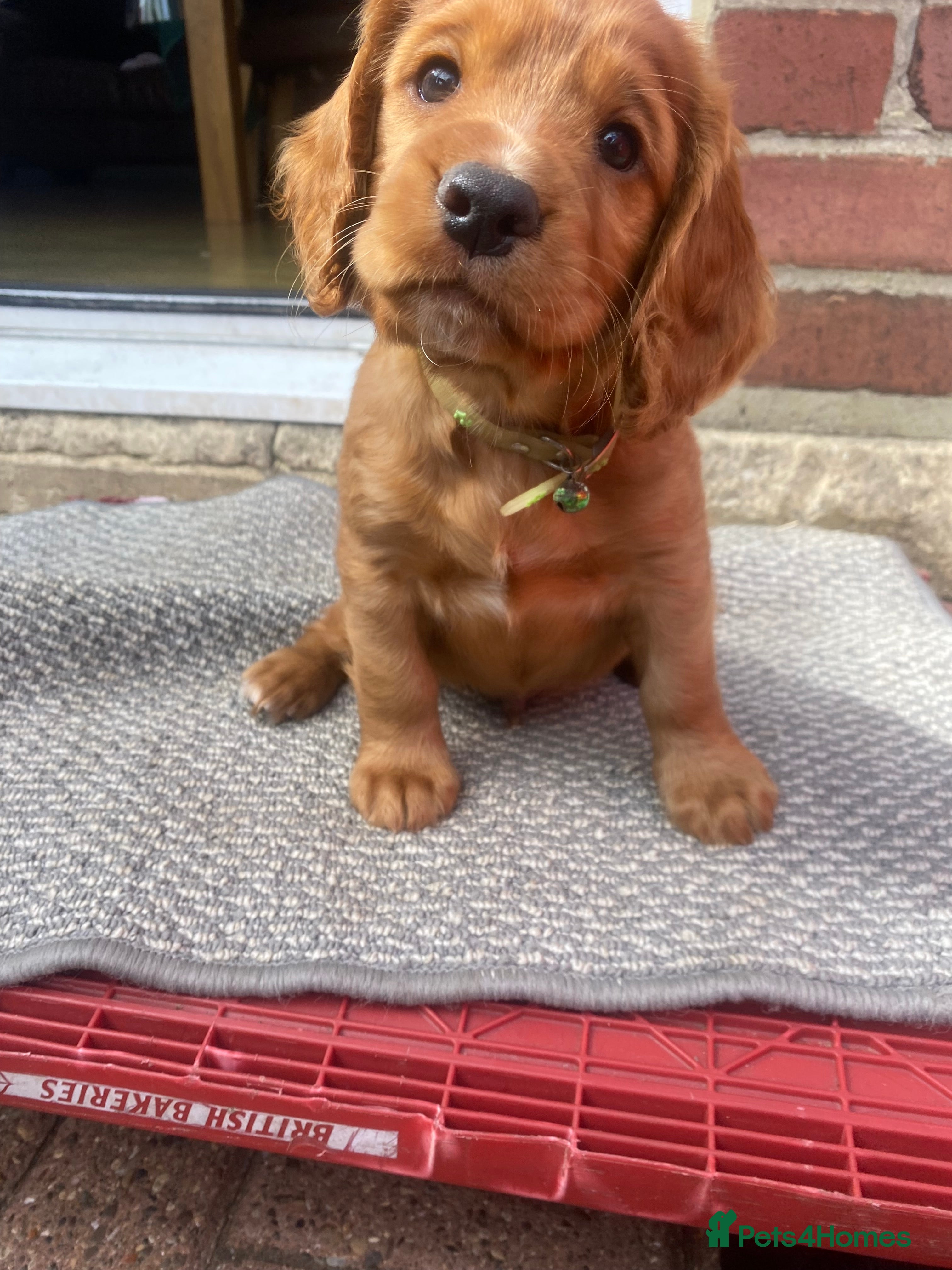 Cocker Spaniel dogs 7 cocker spaniel pups  - Advert 2