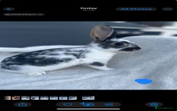 English Spot rabbits for sale: Adorable English Spot x Rex bunnies for sale.  - Image 6