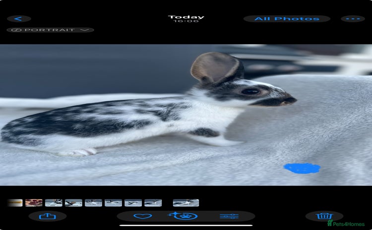 English Spot rabbits Adorable English Spot x Rex bunnies for sale.  - Advert 3