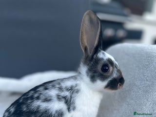 English Spot rabbits Adorable English Spot x Rex bunnies for sale. - Advert 2