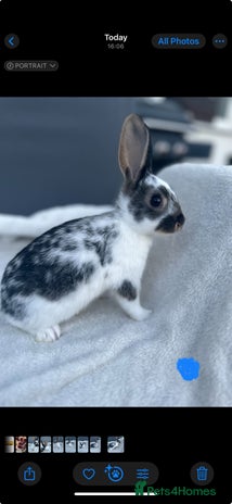 English Spot rabbits Adorable English Spot x Rex bunnies for sale. - Advert 1