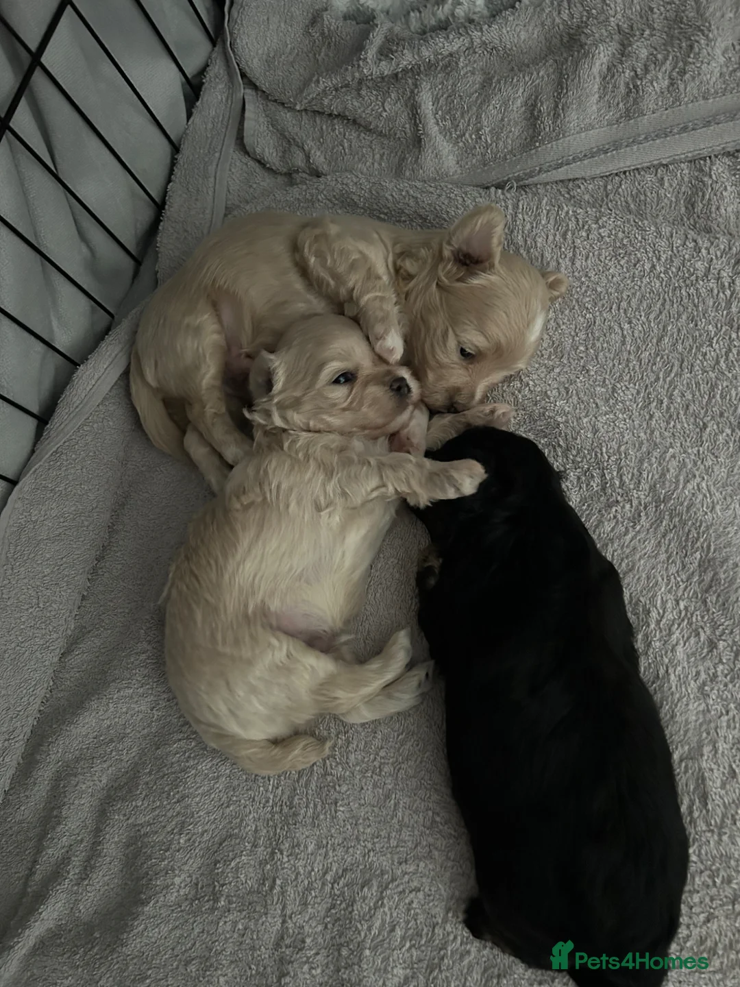Maltipoo dogs for sale: Stunning Korean Maltipoo puppies  - Advert 2