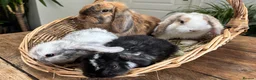 Mini Lop rabbits for sale: Mini Lop Rabbits for sale  - Advert 10