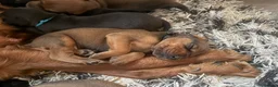 Mixed Breed dogs for sale: Irish setter cross Doberman puppies - Advert 18