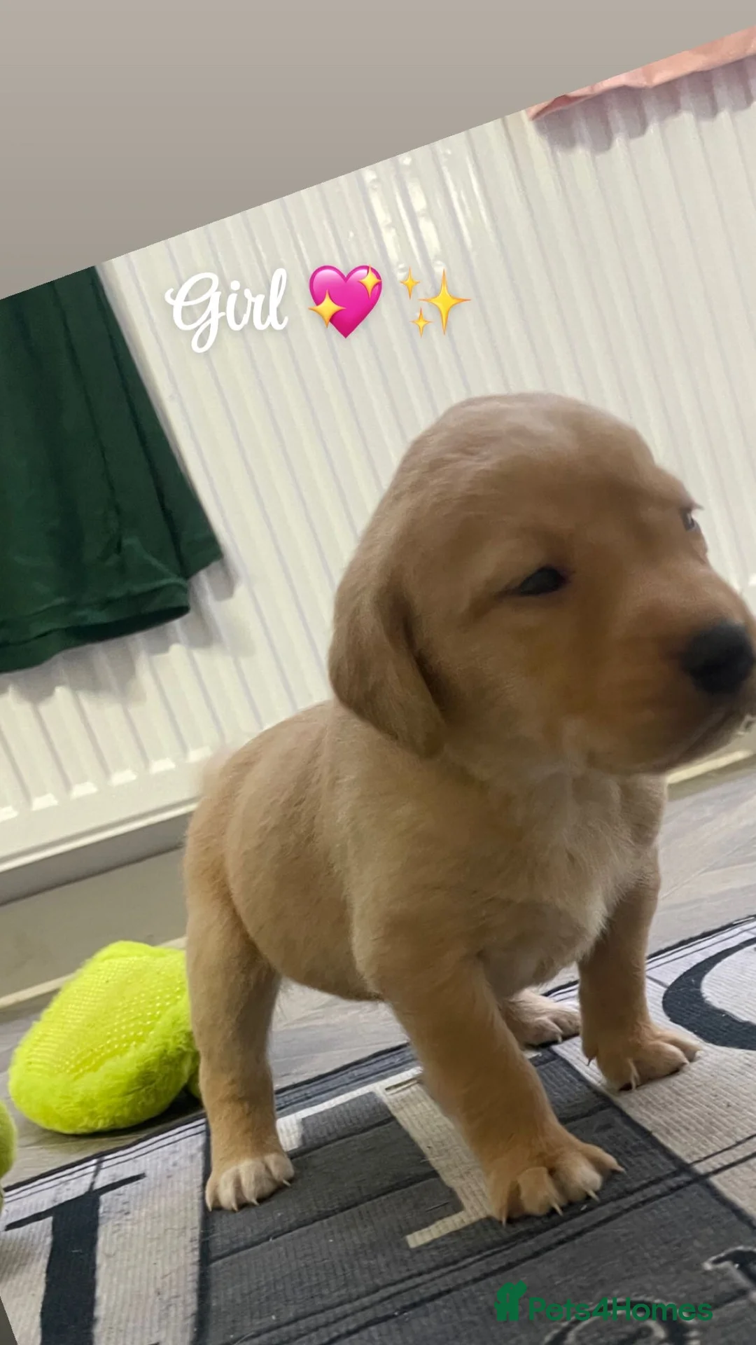 Labrador Retriever dogs for sale: Stunning lab pups - Advert 18