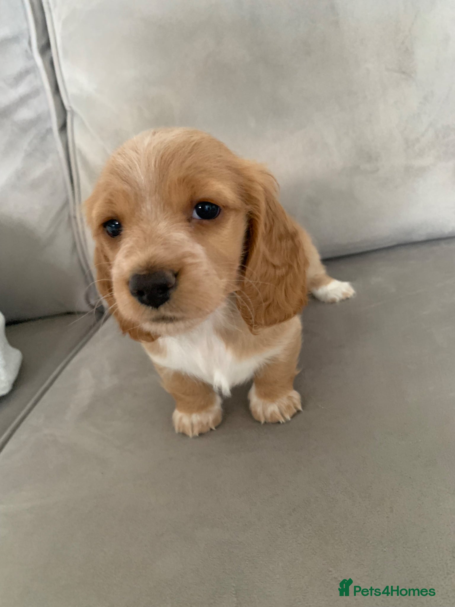 Miniature Dachshund dogs Long haired dachshund  - Advert 17