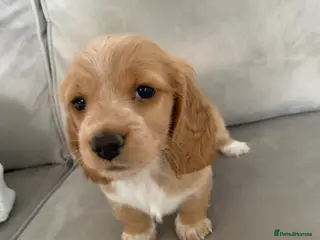 Miniature Dachshund dogs Long haired dachshund - Advert 16