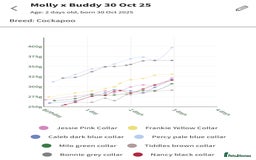 Cockapoo dogs for sale: Beautiful F2b Cockapoo Puppies 1M 1F available - Image 13