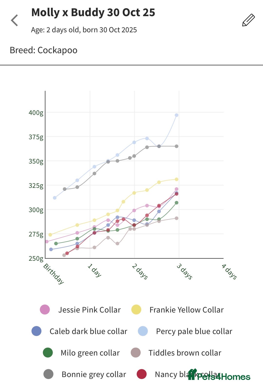 Cockapoo dogs for sale: Beautiful F2b Cockapoo Puppies 1M 1F available - Image 13