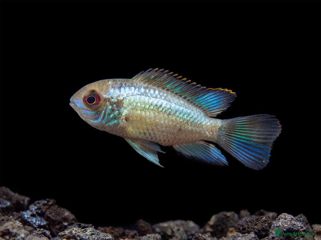 Cichlids fish for sale: South American cichlids all must go! - Image 11