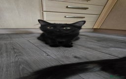 Maine Coon cats for sale: Amazing tortie Mainecoons - Image 32
