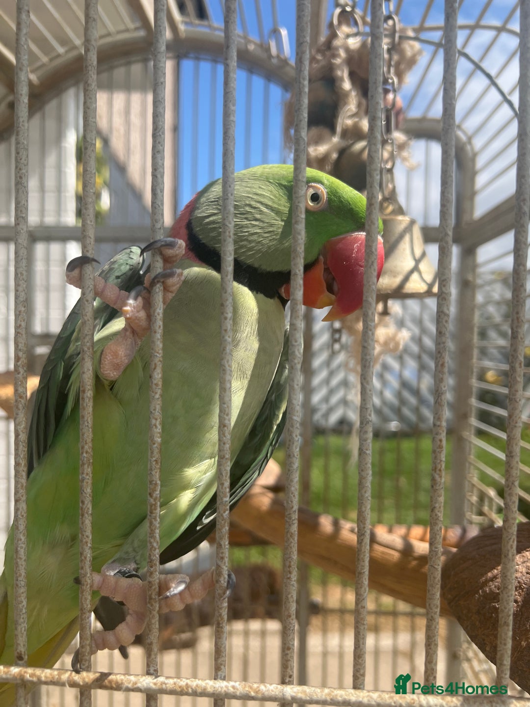 Parrots birds for sale: Adult male Alexandrian parrot  - Image 2