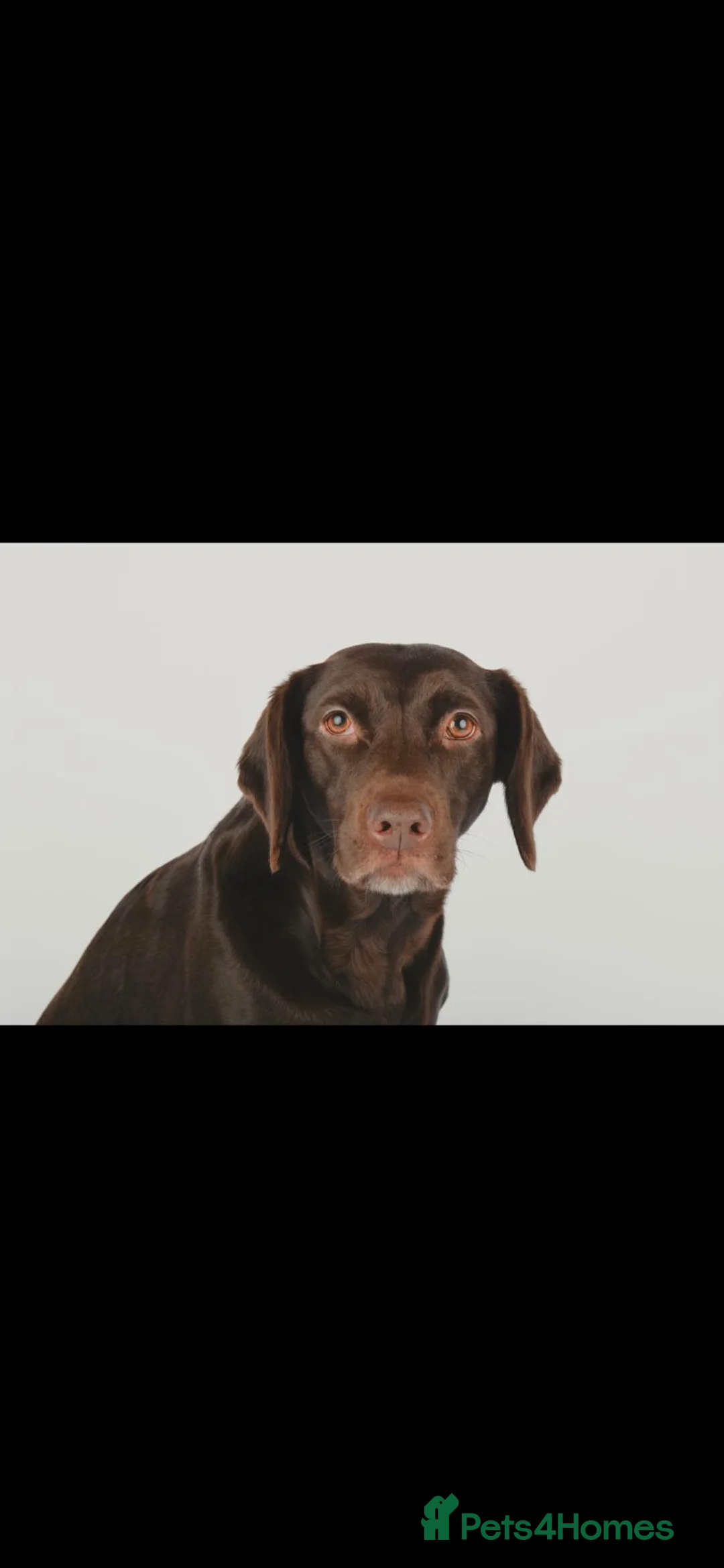 Springador dogs for sale: 7 year old Springador - Advert 7