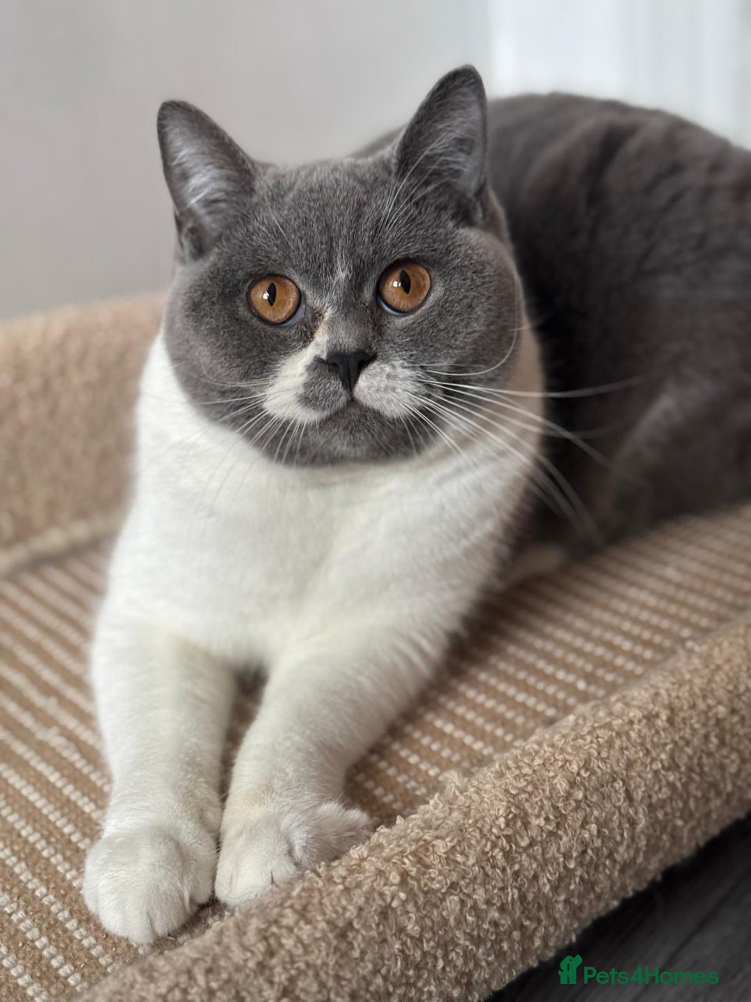 British Shorthair cats for sale: British short hair female  - Advert 1