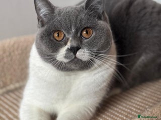British Shorthair cats British short hair female - Advert 1