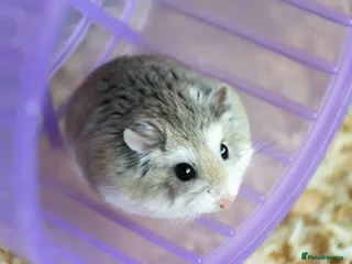 Hamster rodents roborovski hamster X3 - Advert 1