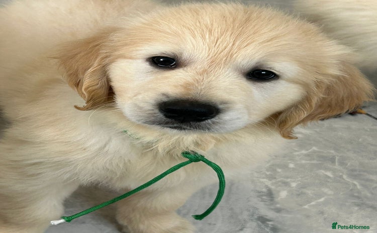 Golden Retriever dogs - Advert 16