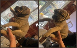 Mixed Breed dogs for sale: Chunky Rottweiler x alpha blue bulldog puppies  - Advert 6