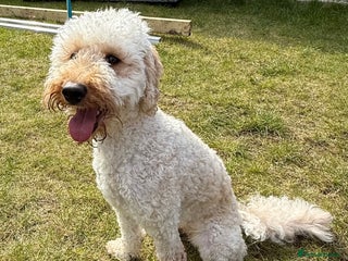 Labradoodle dogs Exceptional F1BB Labradoodle Puppies - Home Raised - Advert 1