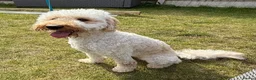 Labradoodle dogs for sale: Exceptional F1BB Labradoodle Puppies - Home Raised - Advert 3