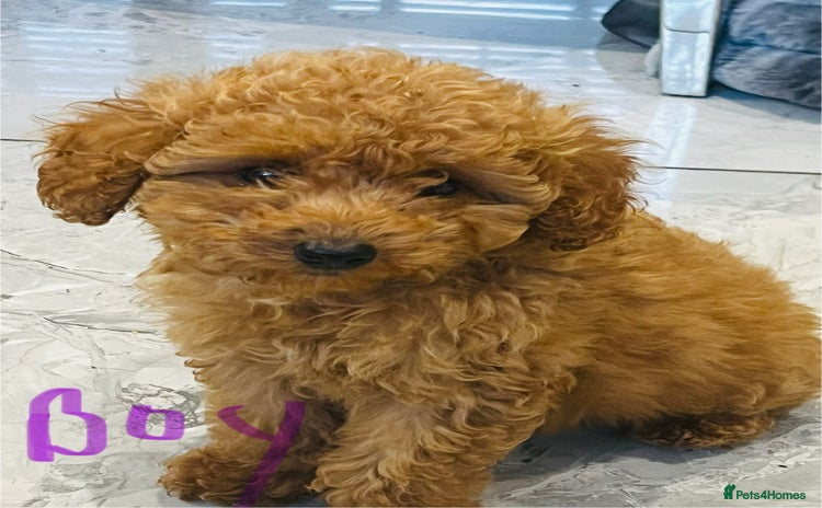 Miniature Poodle dogs - Advert 3