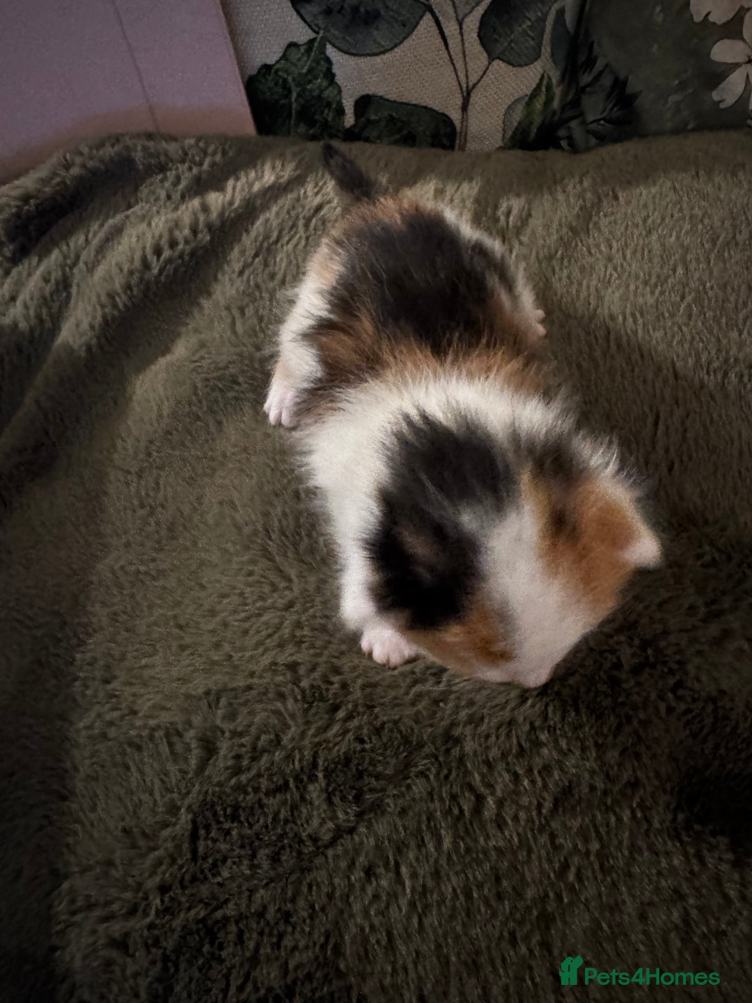 Mixed Breed cats for sale: 4 kittens - Advert 2