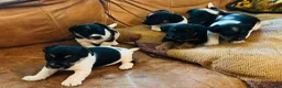 Jack Russell dogs for sale: Beautiful litter of Jack Russel puppies  in Milnthorpe - Advert 30