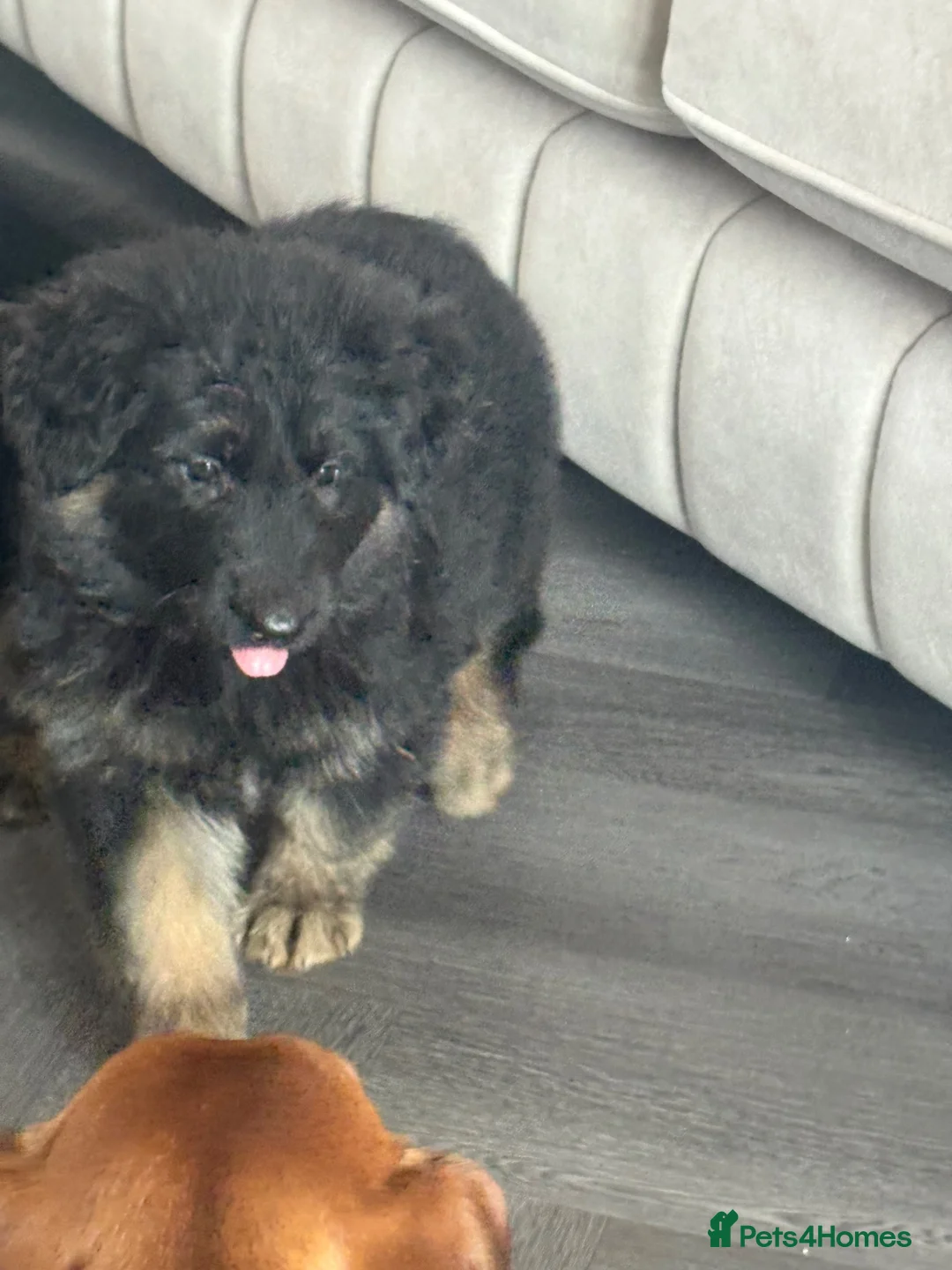 German Shepherd dogs for sale: German shepherd straight back puppies - Advert 12