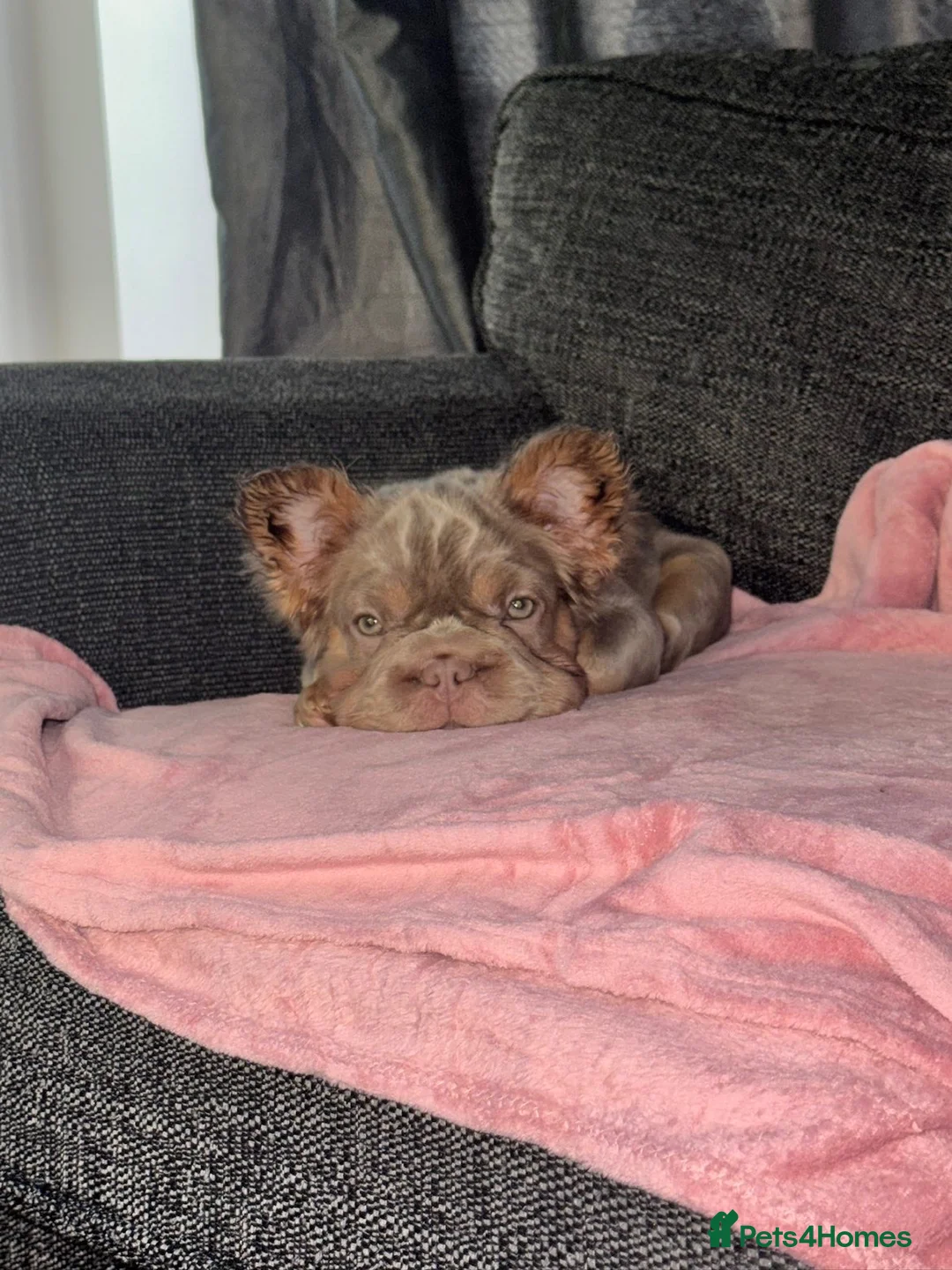 French Bulldog dogs for sale:  **  Fluffy French Bulldog  in London - Advert 6