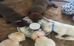 Labrador Retriever dogs for sale: 3 beautiful labrador puppies - Image 5