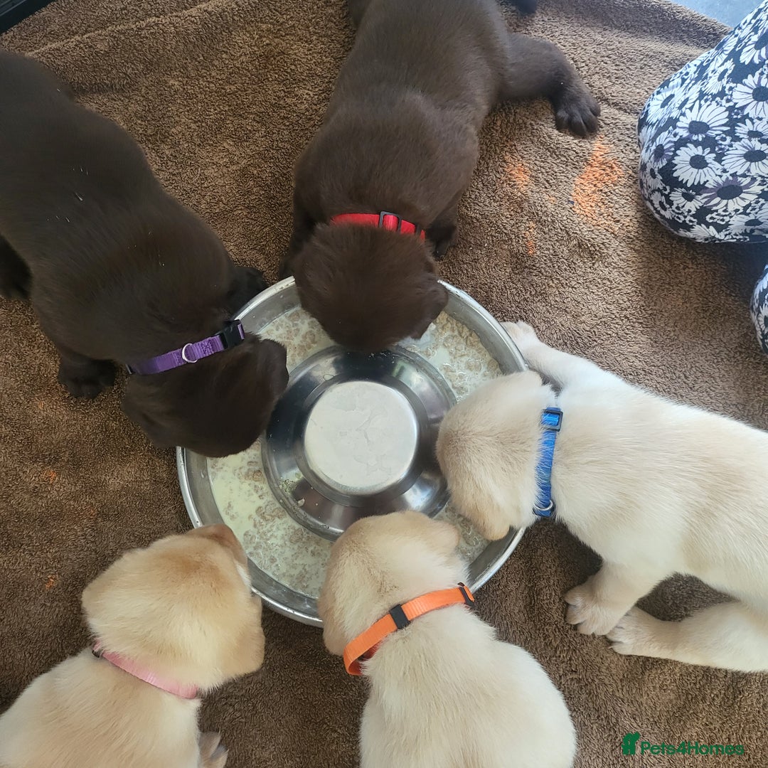 Labrador Retriever dogs for sale: 3 beautiful labrador puppies - Image 5