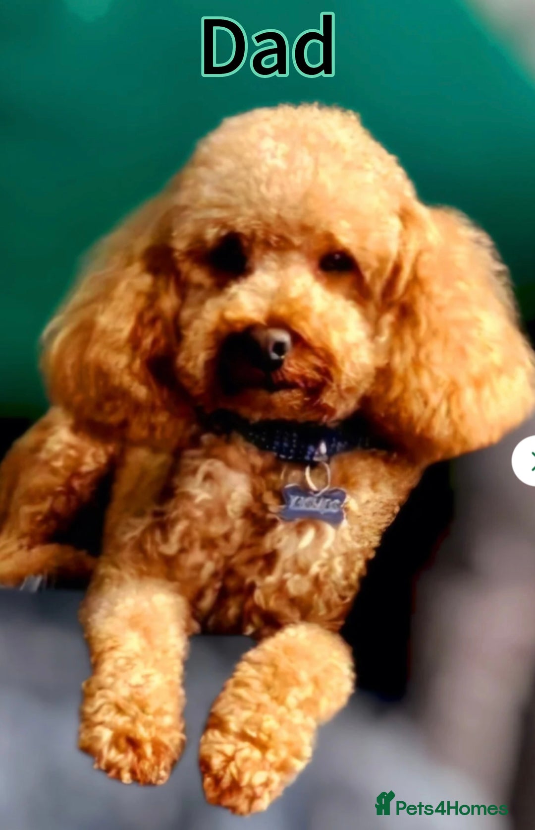 Toy Poodle dogs for sale: Adorable Playful Toy Poodles - 3 Boys Left - Image 14